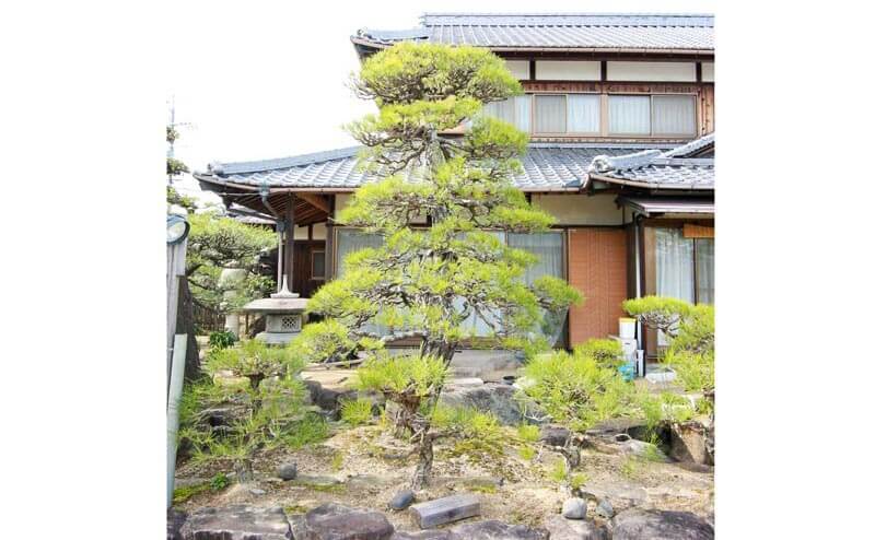 和風庭園の中心となる立派な松