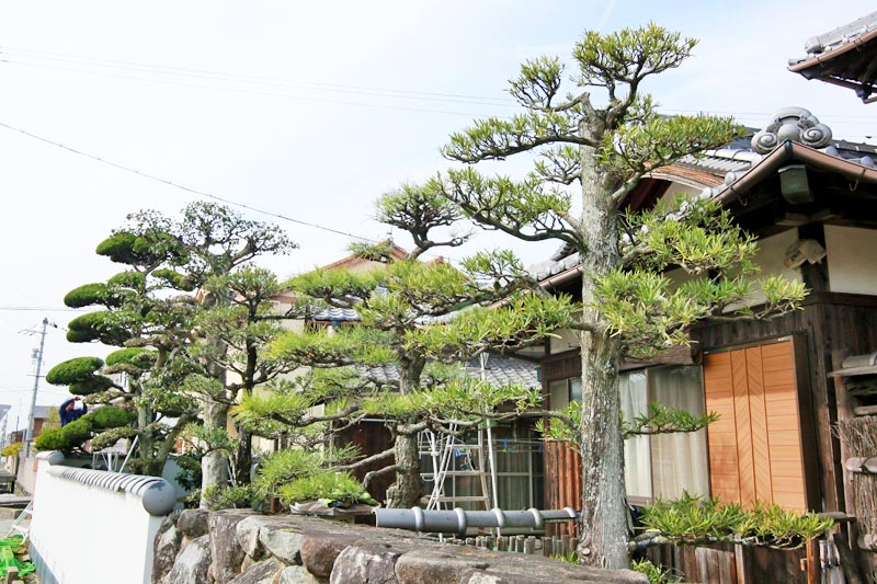 きれいに剪定された庭木