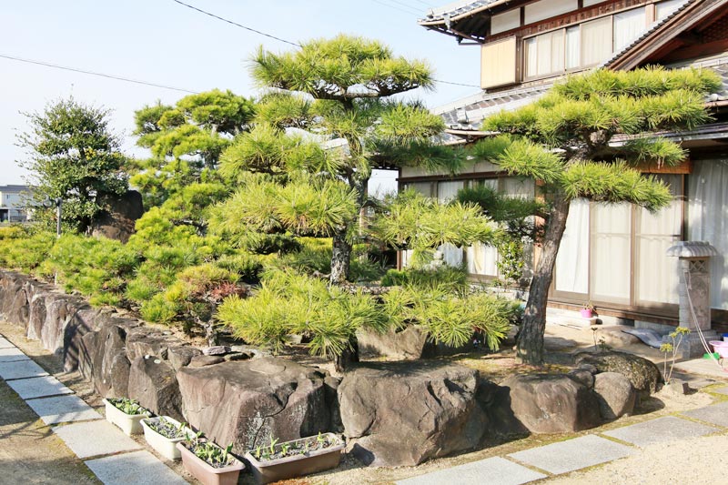 剪定される前の伸びきった庭木や松