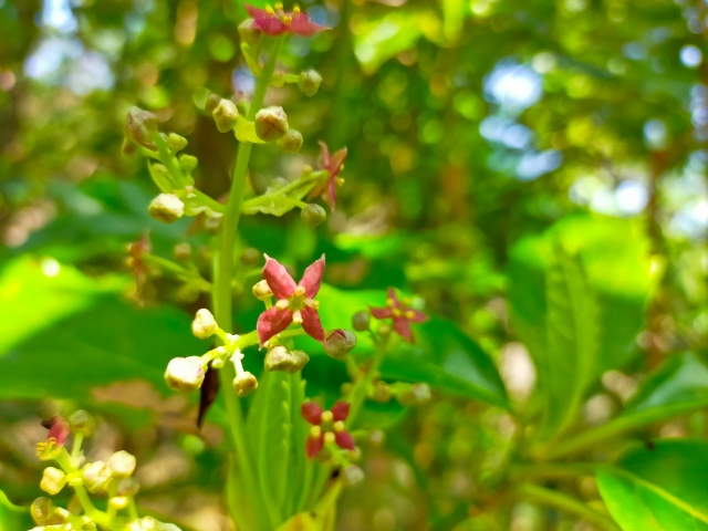 アオキ（青木）のお花