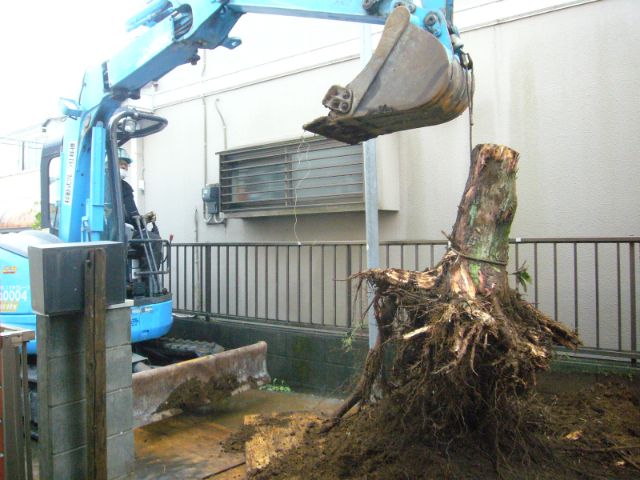 ショベルカーで掘り起こした巨大な根株