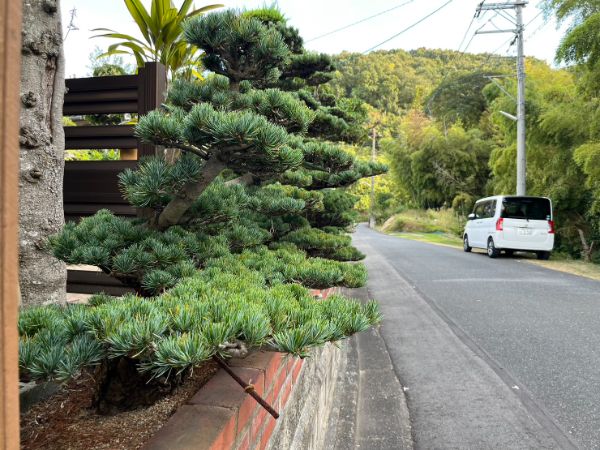 道路にはみ出した枝を剪定