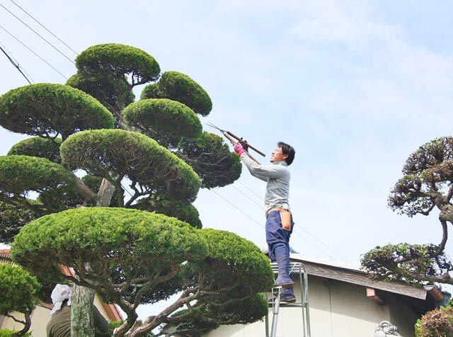 きれいに刈り込まれた生垣