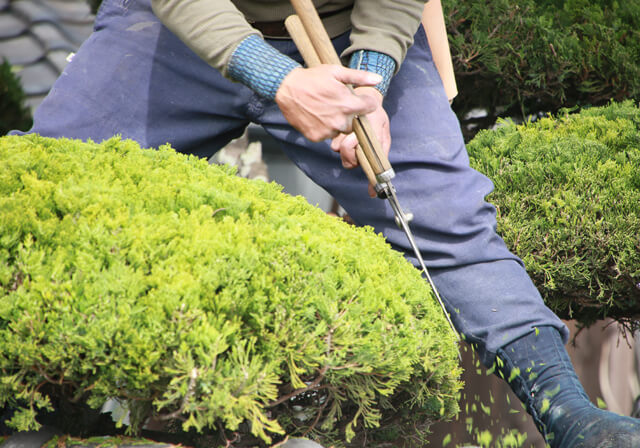 樹木を剪定する庭師