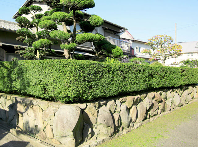 華やかに整えられた生垣